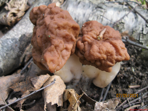 Весенние грибы